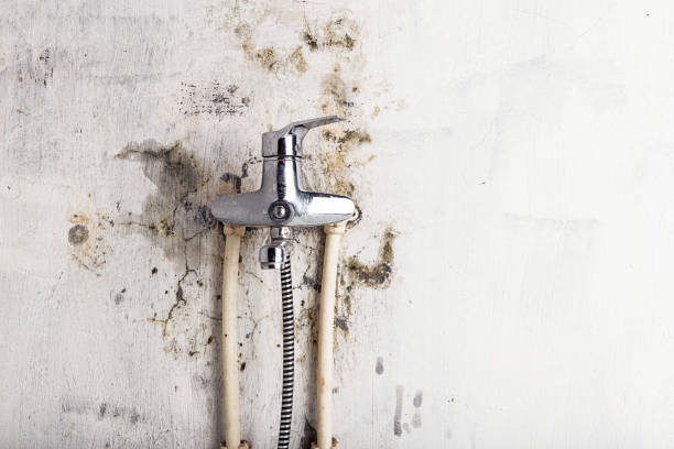 Best Office Mold Removal Services  in Mount Zion, IL
