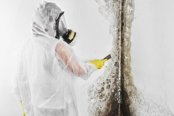 Mount Zion, IL Mold Removal Company