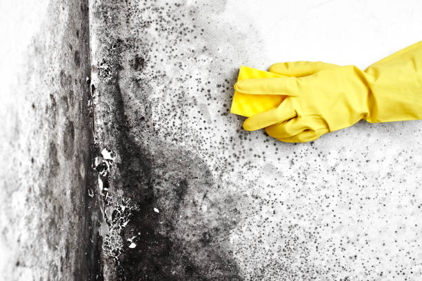Best Emergency Mold Removal  in Mount Zion, IL