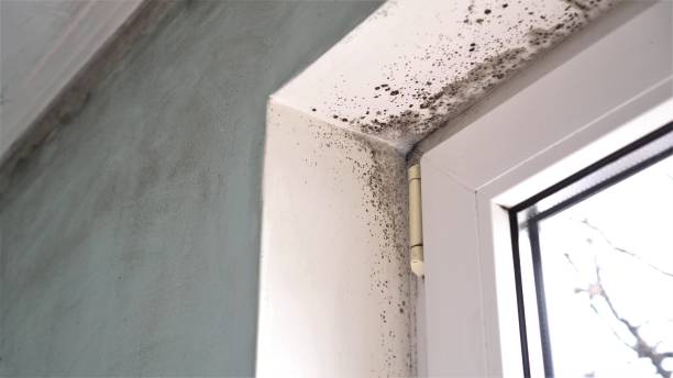 Certified Mold Removal in Mount Zion, IL