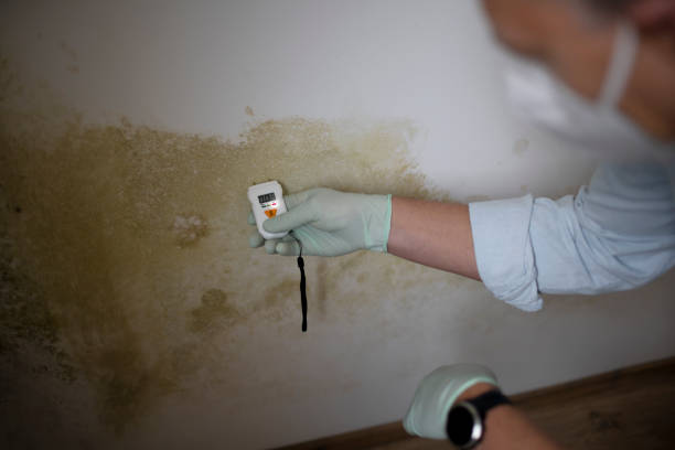 Best Same-Day Mold Removal  in Mount Zion, IL