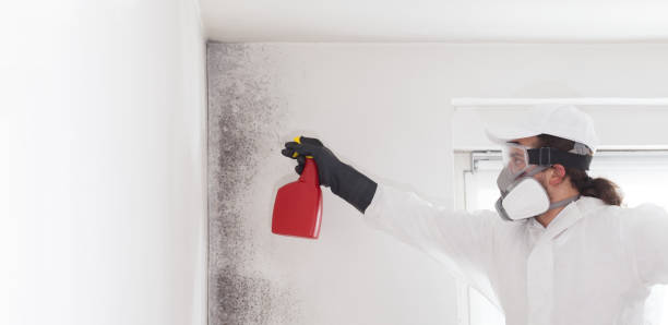Best Certified Mold Removal  in Mount Zion, IL