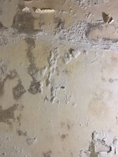 Best Local Mold Removal Service  in Mount Zion, IL