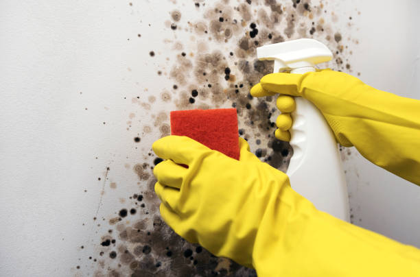 Best Mold Removal Company Near Me  in Mount Zion, IL