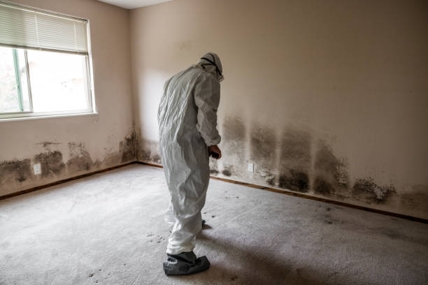Mold Removal and Inspection in Mount Zion, IL