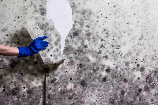 Best Professional Mold Removal  in Mount Zion, IL