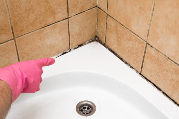Best Attic Mold Removal  in Mount Zion, IL