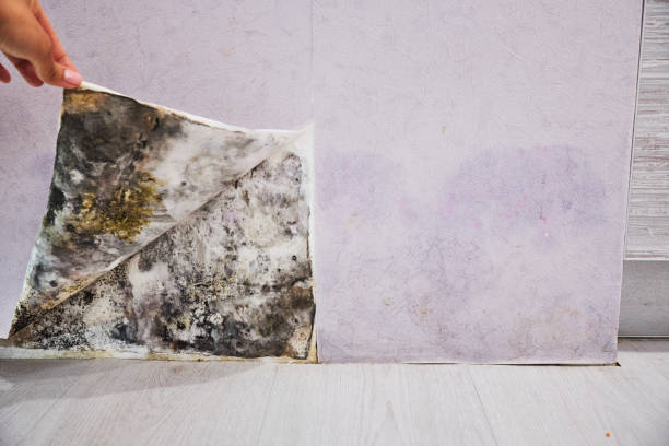 Best Mold Removal Near Me  in Mount Zion, IL